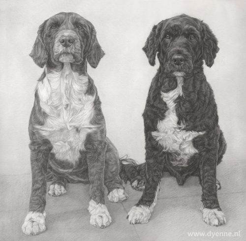 Hondenportretten Fred en Ginger