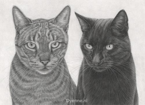 Kattenportret Alex en Soldaat