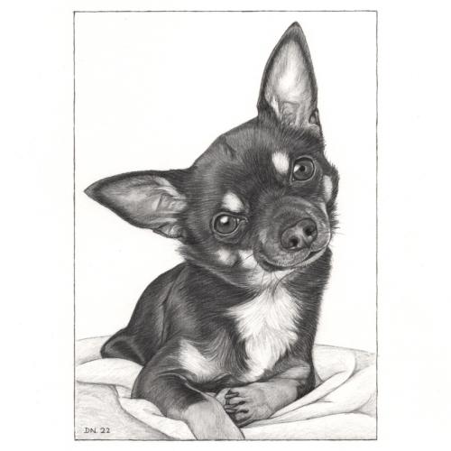 aandenken hond Sjaakie