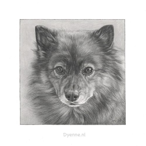 aandenken hond Buddy