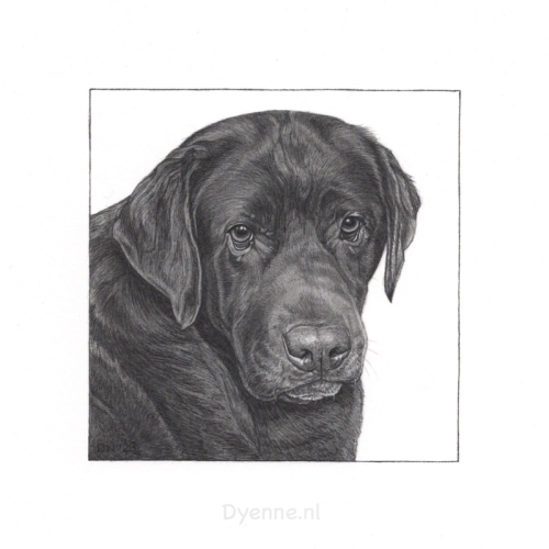 dierenportretje Stella