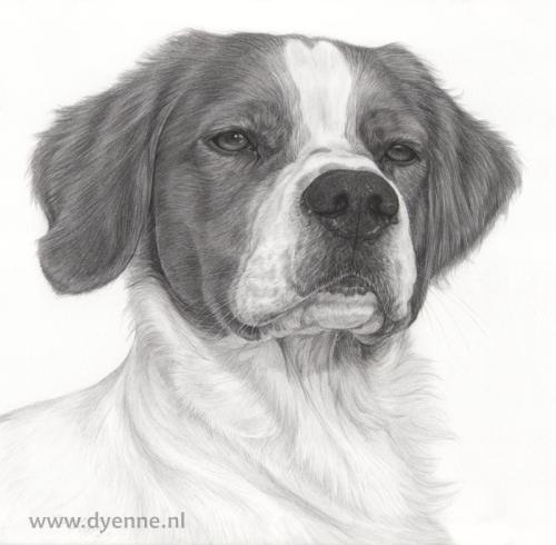 hondenportret Epagneul-Breton