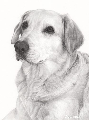 Dierenportret Sheila