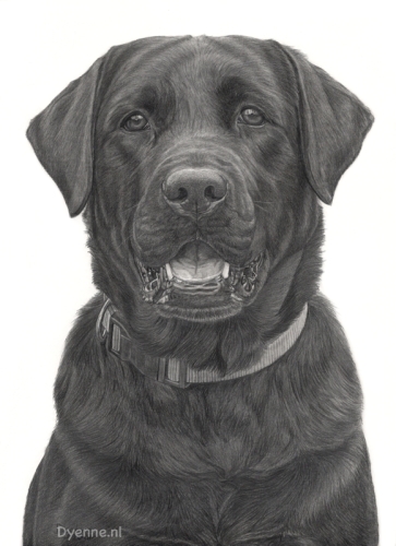 Hondenportret Youb