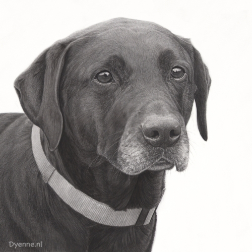 hondenportret Yente