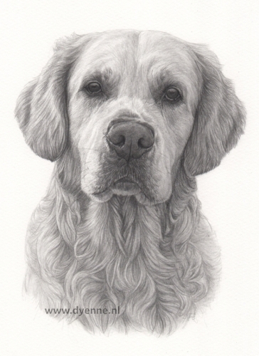 hondenportret Cooper