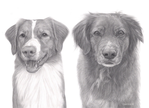 hondenportret Jolene en Robbie