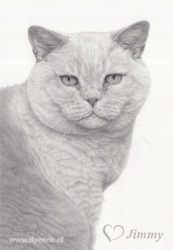 kattenportret Jimmy