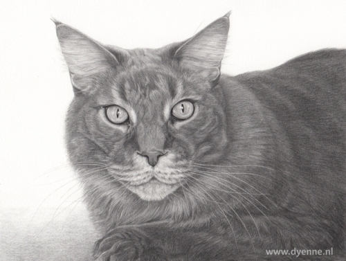 Kattenportret Sjakie