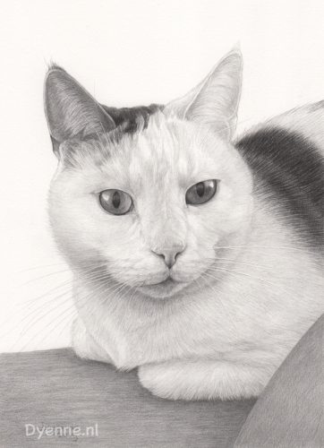 kattenportret Tinus