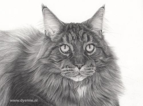 kattenportret Mico jong