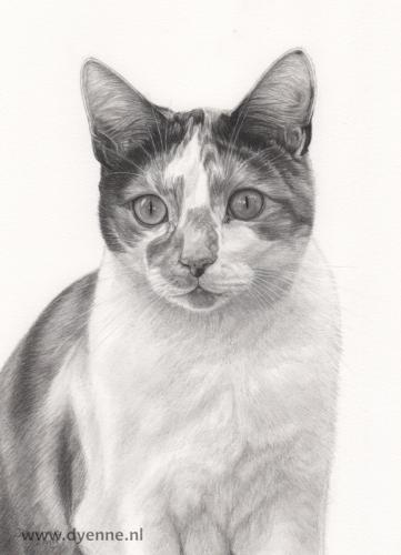 kattenportret Vlinder kopje